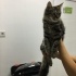 Maine Coon ve Tekir Yavrusu Yuva Arıyor fotoğraf