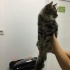 Maine Coon ve Tekir Yavrusu Yuva Arıyor fotoğraf