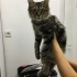 Maine Coon ve Tekir Yavrusu Yuva Arıyor fotoğraf