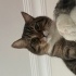 İlgi delisi tekir kedi acil ilan fotoğraf