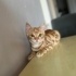 Leo yuva arıyor Çok özel bir kedi fotoğraf