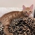 Leo yuva arıyor Çok özel bir kedi fotoğraf