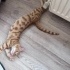 Leo yuva arıyor Çok özel bir kedi fotoğraf