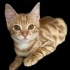 Leo yuva arıyor Çok özel bir kedi fotoğraf