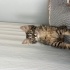 ACİLL!! MİNİK ZEYTİN YENİ YUVASINI ARIYOR