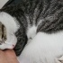Dişi ve erkek kedi ikiside yuva arıyor fotoğraf