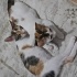Dişi ve erkek kedi ikiside yuva arıyor fotoğraf