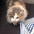 Müezza dişi kısır bi kedi evcimen ve çok sevecendir fotoğraf