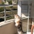Müezza dişi kısır bi kedi evcimen ve çok sevecendir fotoğraf