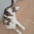 Müezza dişi kısır bi kedi evcimen ve çok sevecendir fotoğraf