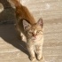 SARMAN YAVRU ACİL fotoğraf