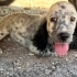 Setter 2 aylık Yuva arıyoruz fotoğraf