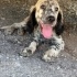 Setter 2 aylık Yuva arıyoruz fotoğraf