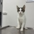 🐾 Yuva Arıyor! 🐾 3 Aylık Erkek fotoğraf