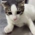🐾 Yuva Arıyor! 🐾 3 Aylık Erkek fotoğraf