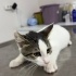 🐾 Yuva Arıyor! 🐾 3 Aylık Erkek fotoğraf