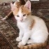 Ava’nın Çocukları fotoğraf