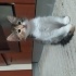 Kalıcı yuvasını ariyoruzz fotoğraf