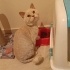 Ücretsiz sahiplendirilecek, cins kedi fotoğraf