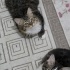 MİNİK YAVRULARI ACİL SAHİPLENDİRME fotoğraf