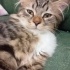 MİNİK YAVRULARI ACİL SAHİPLENDİRME fotoğraf