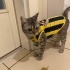 Prensese kıza yuva fotoğraf