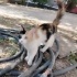 5 aylık calico dişisi fotoğraf