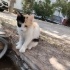 5 aylık calico dişisi fotoğraf