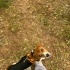 11 aylık eğitimli dişi beagle fotoğraf