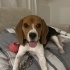 11 aylık eğitimli dişi beagle fotoğraf