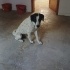 ÇOK GÜZEL BİR ALMAN POİNTERİ AV KÖPEĞİ fotoğraf
