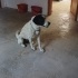 ÇOK GÜZEL BİR ALMAN POİNTERİ AV KÖPEĞİ fotoğraf