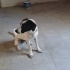 ÇOK GÜZEL BİR ALMAN POİNTERİ AV KÖPEĞİ fotoğraf