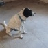 ÇOK GÜZEL BİR ALMAN POİNTERİ AV KÖPEĞİ fotoğraf