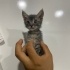 3 kardeş mutlu yuvalarını arıyor :) fotoğraf