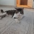 PAŞA İÇİN YUVA ARIYORUM fotoğraf