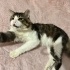 PAŞA İÇİN YUVA ARIYORUM fotoğraf