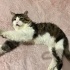 PAŞA İÇİN YUVA ARIYORUM fotoğraf