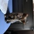 Bebek Tortoiseshell cinsi dişi kediye acil yuva! fotoğraf
