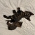 Bebek Tortoiseshell cinsi dişi kediye acil yuva! fotoğraf