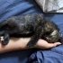Bebek Tortoiseshell cinsi dişi kediye acil yuva! fotoğraf