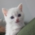 Samsun beyaz british dişi çok tatlı bi kedi ücretsiz sahiplendirme fotoğraf