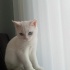 Samsun beyaz british dişi çok tatlı bi kedi ücretsiz sahiplendirme fotoğraf