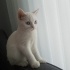 Samsun beyaz british dişi çok tatlı bi kedi ücretsiz sahiplendirme fotoğraf