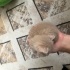 3 Haftalık Yavru kediye süt anne veya yuva aranıyor fotoğraf