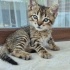 Annesiz yavru kedi (Gece) fotoğraf