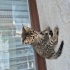 Annesiz yavru kedi (Gece) fotoğraf
