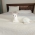 Bu güzel çocuğa kalıcı yuva arıyoruz fotoğraf