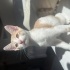 Somon Bebeğe Yuva Aranıyor fotoğraf
