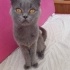 acil geçici-kalıcı yuva scottish fold sokakta bulundu fotoğraf